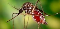 Raghoenandan: beloofde chikungunya-bespuitingen blijven uit in Nickerie